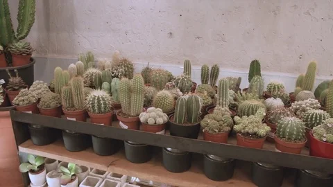 Hundreds of small cactus and succulent plants in an exhibitor Stock-Footage 81228968