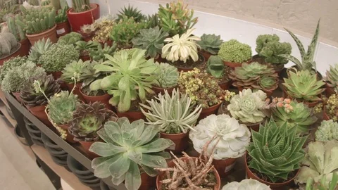 Hundreds of small cactus and succulent plants in an exhibitor Stock-Footage 81229406