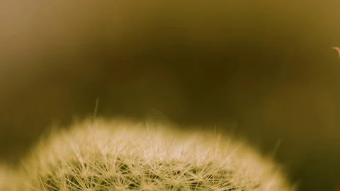 Hundreds of small cactus and succulent plants in an exhibitor Stock-Footage 81229436