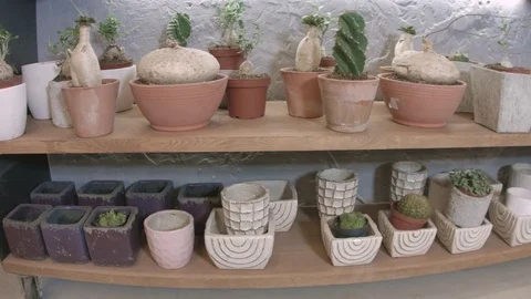 Hundreds of small cactus and succulent plants in an exhibitor Stock-Footage 81229635