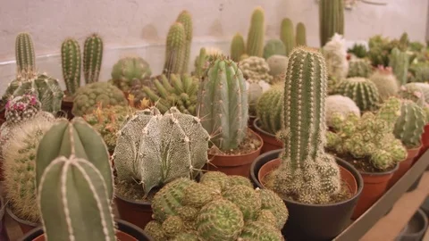 Hundreds of small cactus and succulent plants in an exhibitor Stock Footage 81229823
