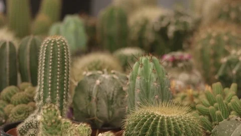 Hundreds of small cactus and succulent plants in an exhibitor Stock-Footage 81229834