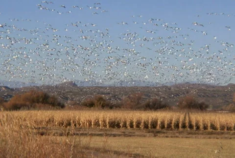 Hundreds of Snow Geese Flying Stock Footage 72622