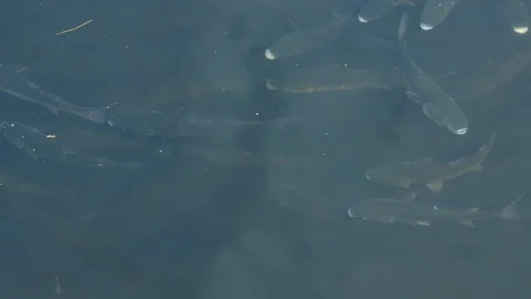 Hundreds of thick lipped grey mullet fish swimming just under the water surface Video stock 113598124