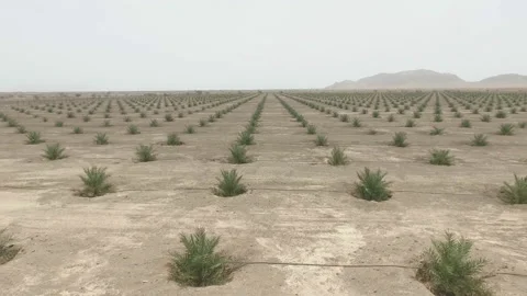 Hundreds of thousands of young palm trees in the desert of Oman Video stock 106679603
