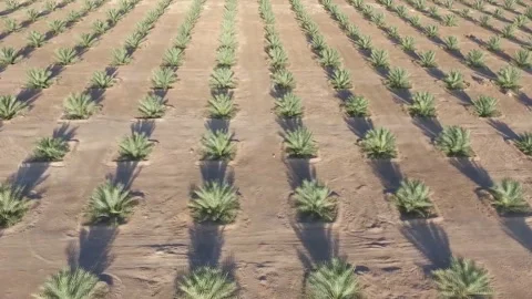Hundreds of thousands of young palm trees in the desert of Oman Video stock 145477569