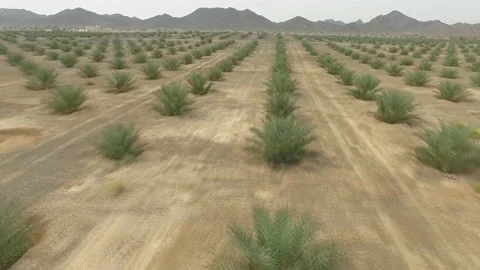 Hundreds of thousands of young palm trees in the desert of Oman Stock Footage 145482336