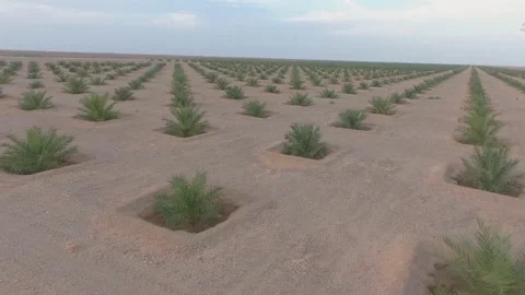 Hundreds of thousands of young palm trees in the desert of Oman Stock Footage 145483821