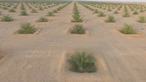 Hundreds of thousands of young palm trees in the desert of Oman Stock Footage 145485091