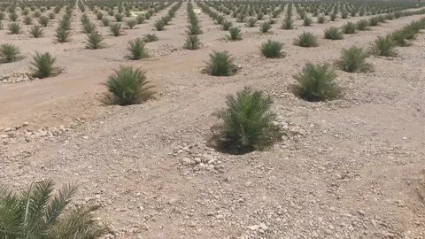 Hundreds of thousands of young palm trees in the desert of Oman Stock Footage 145485521