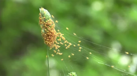 Hundreds of tiny orange spiders in web Stock Footage 63217337