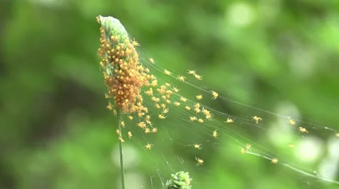 Hundreds of tiny orange spiders in web Stock Footage 63217418