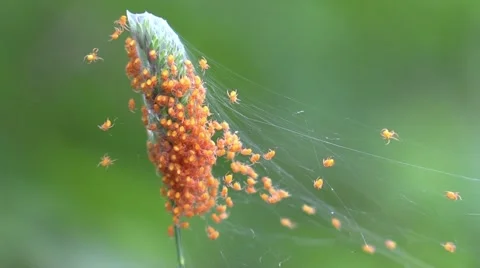 Hundreds of tiny orange spiders in web Stock Footage 63217421