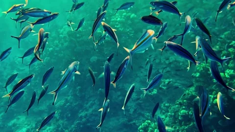 Hundreds of tiny tropical fish swimming in the shallow waters of Red Sea 스톡 동영상 320148763