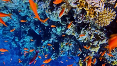 Hundreds of tiny tropical fish swimming in healthy coral reef Video stock 320887528