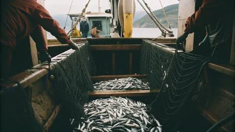 Hundreds tons of Herrings in net 스톡 사진