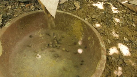 Hundreds of tree seeds spill into a basin, in Ivory Coast Stock Footage 237814452
