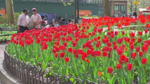 Hundreds of Tulips in full bloomed at Bowling Green Park at Lower Manhattan NYC Video stock 321661002