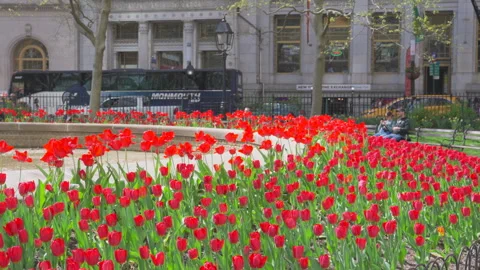Hundreds of Tulips in full bloomed at Bowling Green Park at Lower Manhattan NYC Video stock 321661263