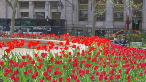 Hundreds of Tulips in full bloomed at Bowling Green Park at Lower Manhattan NYC Stock Footage 321661352