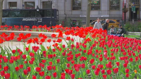 Hundreds of Tulips in full bloomed at Bowling Green Park at Lower Manhattan NYC Stock Footage 321661548