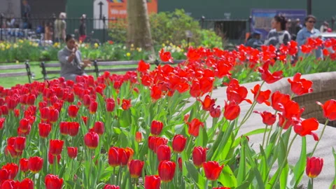 Hundreds of Tulips in full bloomed at Bowling Green Park at Lower Manhattan NYC Stock Footage 321661765