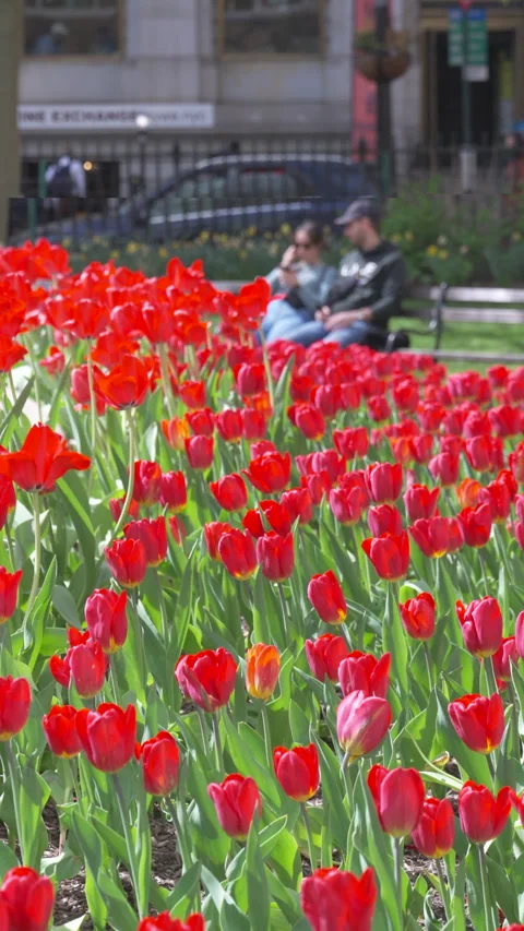 Hundreds of Tulips in full bloomed at Bowling Green Park at Lower Manhattan NYC Stock Footage 321661997