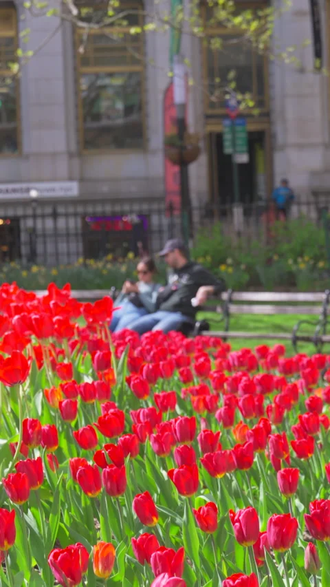Hundreds of Tulips in full bloomed at Bowling Green Park at Lower Manhattan NYC Stock-Footage 321662334