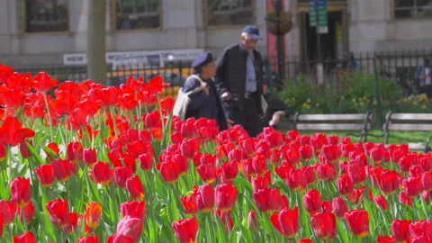Hundreds of Tulips in full bloomed at Bowling Green Park at Lower Manhattan NYC Stock-Footage 321662822