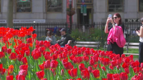 Hundreds of Tulips in full bloomed at Bowling Green Park at Lower Manhattan NYC Stock Footage 321662898