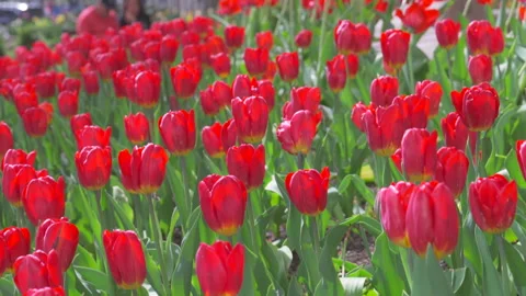 Hundreds of Tulips in full bloomed at Bowling Green Park at Lower Manhattan NYC Stock Footage 321663601