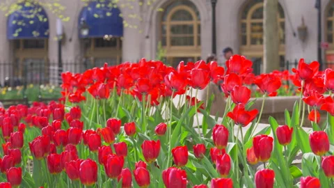 Hundreds of Tulips in full bloomed at Bowling Green Park at Lower Manhattan NYC Stock-Footage 321663908