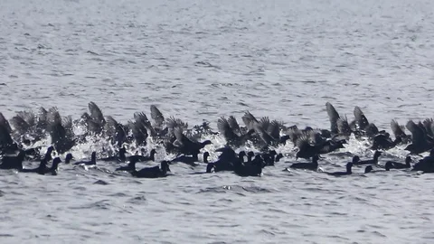 Hundreds of wild birds in flight Stock Footage 121376199