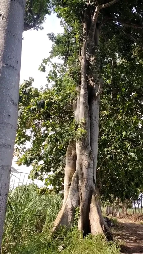 Hundreds of years old kapok tree, a Dutch legacy Stock Footage 325784908