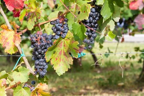 Hung in the vineyard Stock Photos