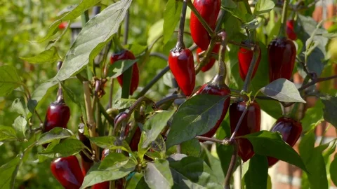 Hungarian Black Chili Peppers Growing Stock Footage