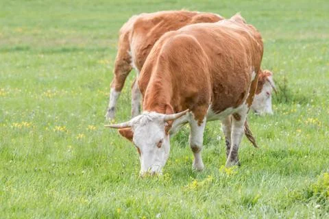Hungarian cows Stock-Fotos