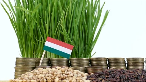 Hungarian flag with stack of money coins and piles of wheat and rice seeds Video stock 71978755