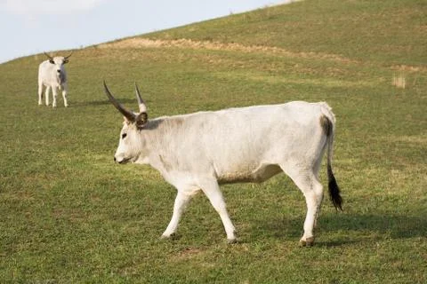 The hungarian gray cattle. Stock Photos
