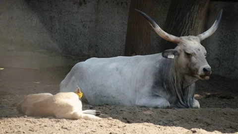 Hungarian Grey cattle (Bos taurus) Stock Footage 221286682