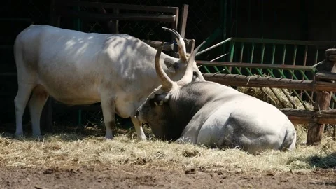 Hungarian Grey cattle (Bos taurus) Video stock 221286740