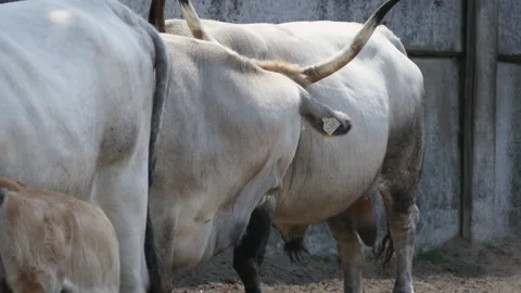 Hungarian Grey cattle (Bos taurus) Video stock 221321925