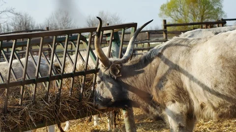 Hungarian Grey Cattle cows are eating hay on a sunny day. Stock Footage 105698773