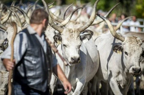 Hungarian grey cattle driven to winter pastures, Tiszaug, Hungary - 19 Sep 2026 Stock Photos