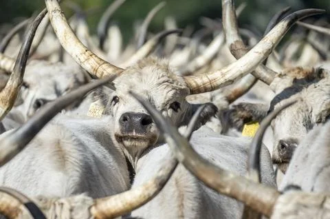 Hungarian grey cattle driven to winter pastures, Tiszaug, Hungary - 19 Sep 2026 Stock Photos