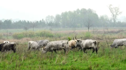 Hungarian Grey Cattle Stock Footage 37708276
