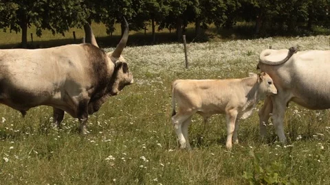 Hungarian Grey cattle Stock Footage 100700151