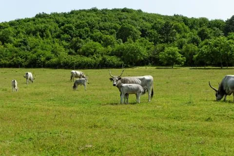 Hungarian grey cattle Stock Photos
