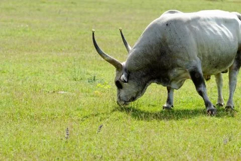 Hungarian grey cattle Stock Photos