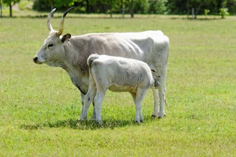 Hungarian grey cattle Stock Photos